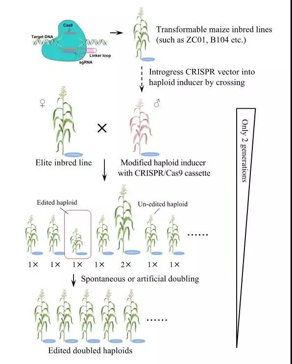 基因编辑技术在果蔬育种中的创新突破