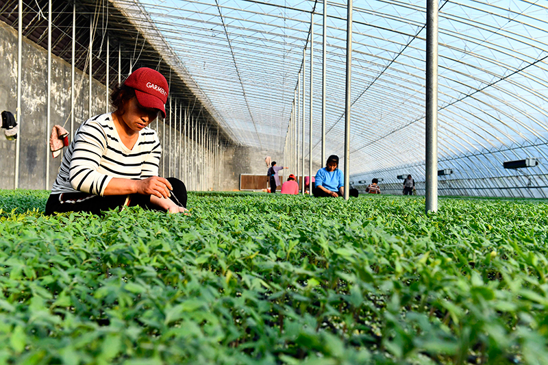 农业合作社如何推动果蔬种植的商业化