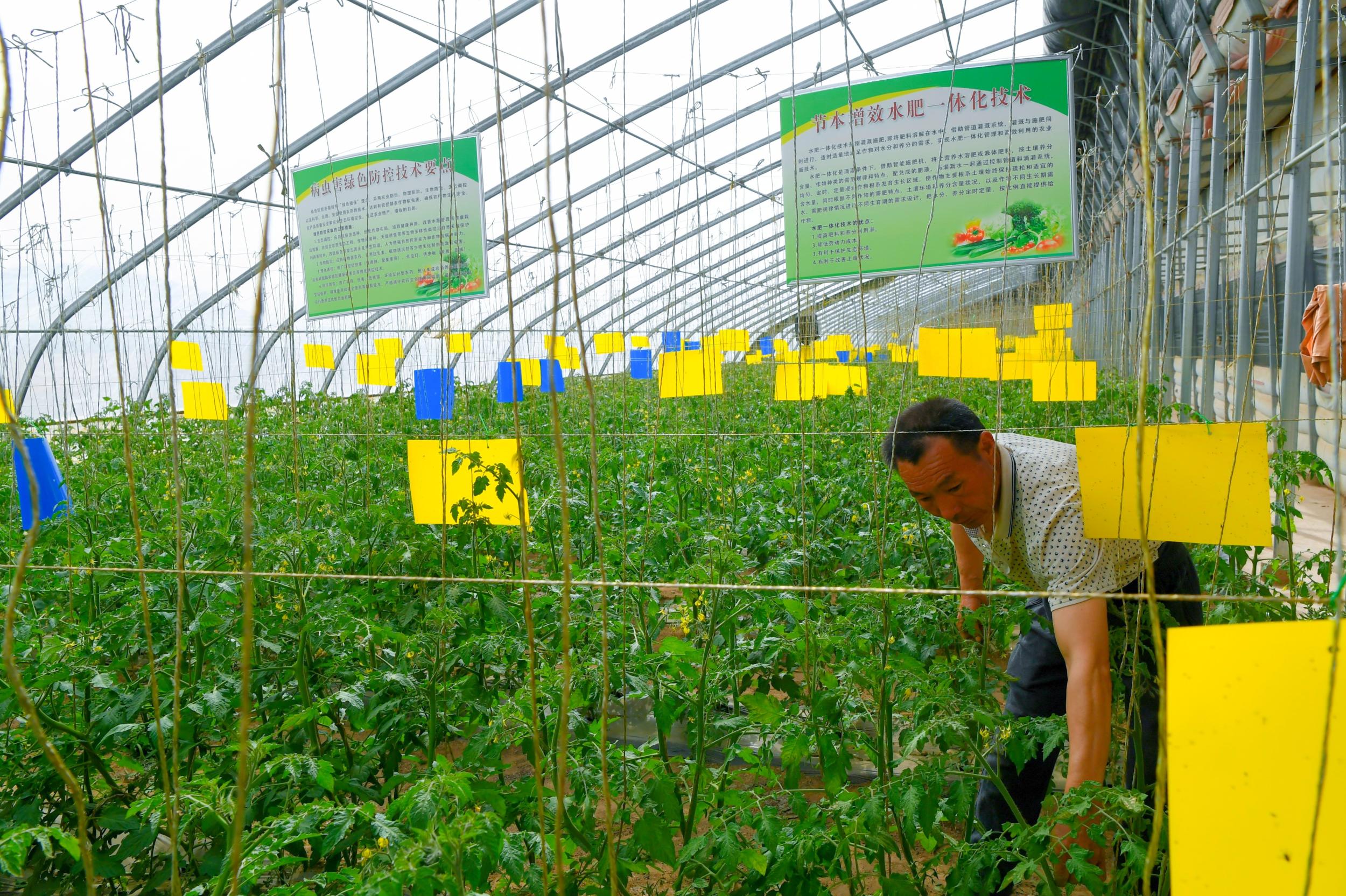 果蔬种植生产管理中的常见问题及解决方案