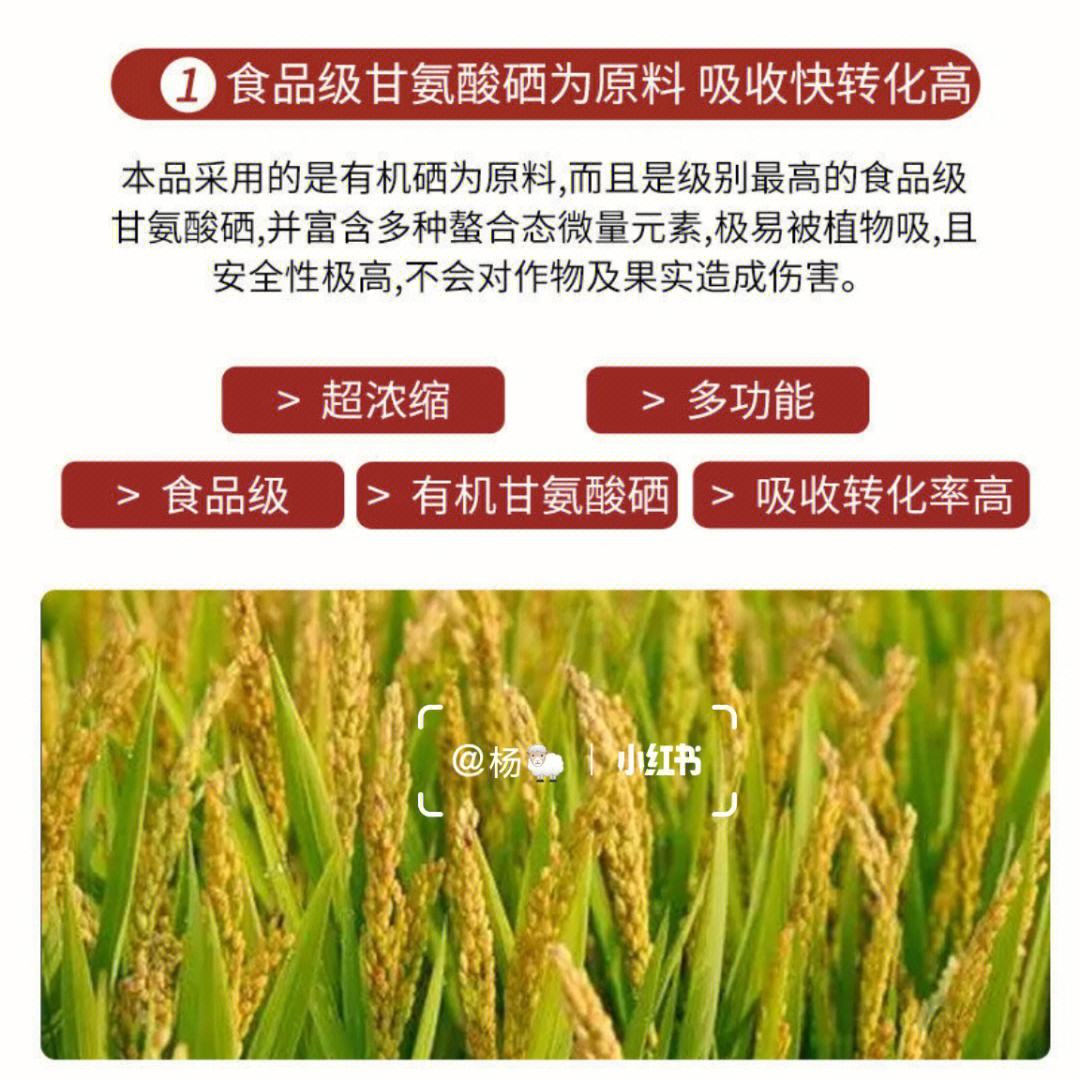 创新的有机果蔬种植技巧：新手指南