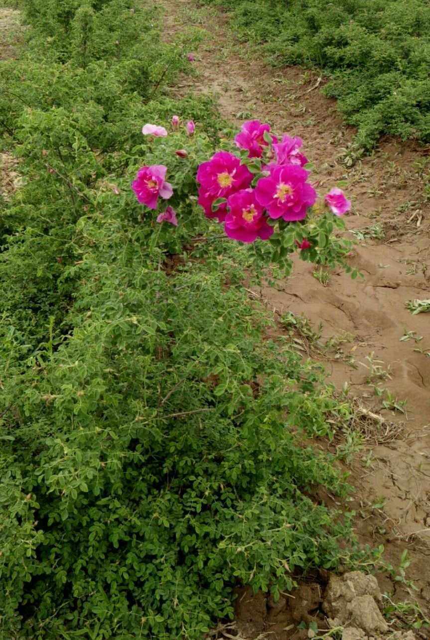 无化肥种植的最佳实践与技巧