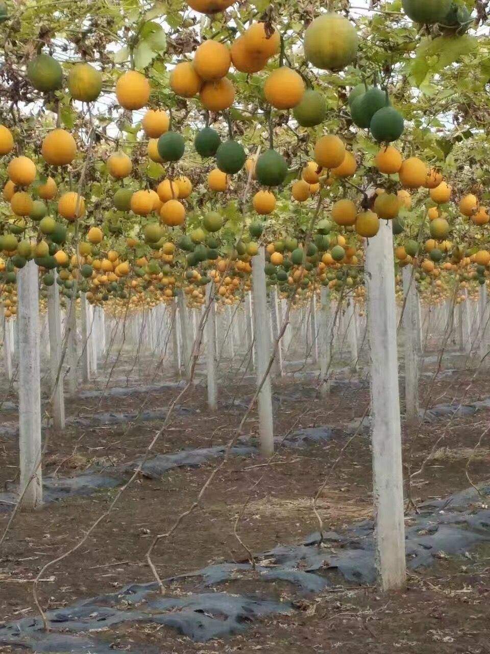 生态农业中果蔬种植的最佳实践指南