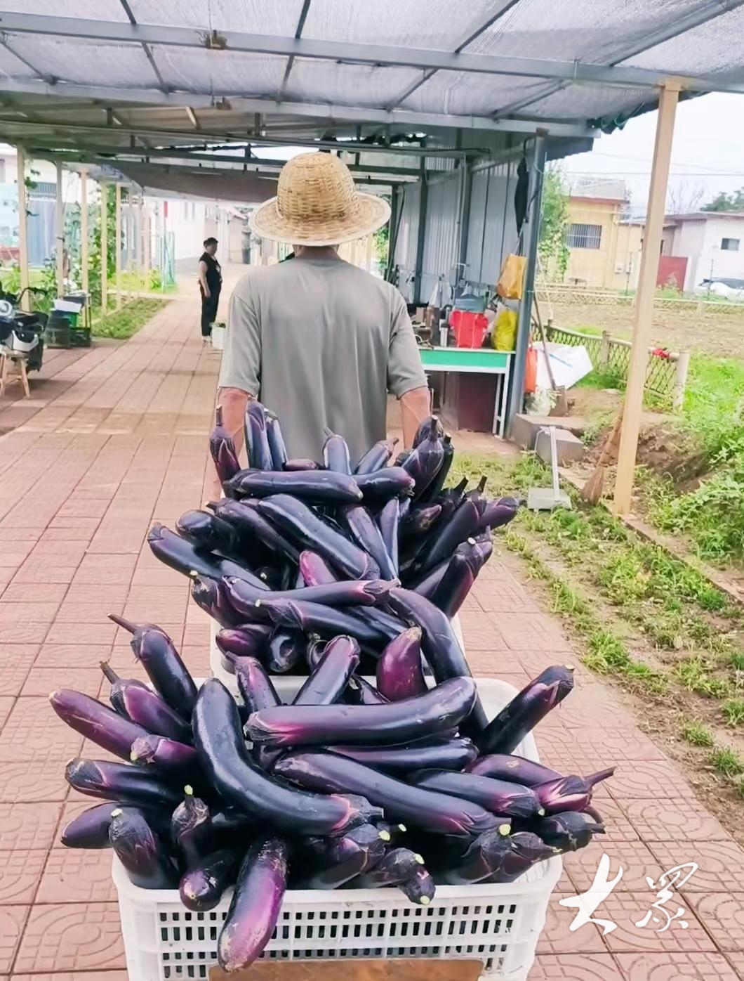 地域性果蔬种植市场差异化分析