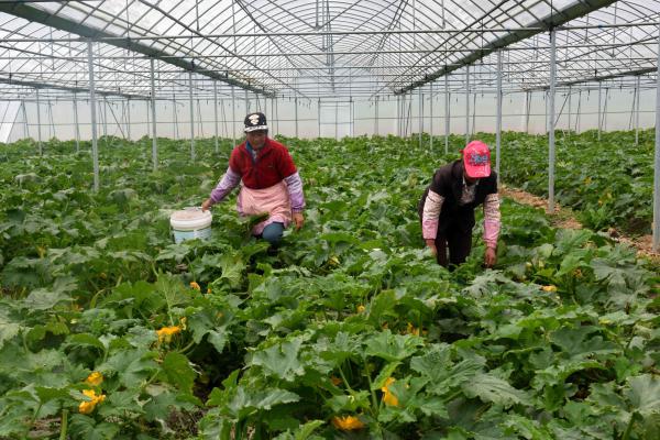 政府补贴对果蔬种植市场需求的促进作用