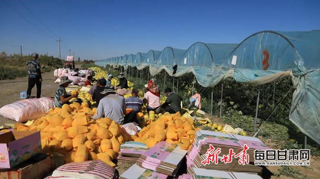 政府补贴对果蔬种植市场需求的促进作用