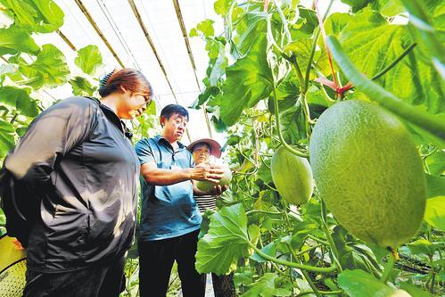 果蔬种植病虫害的最新科研成果