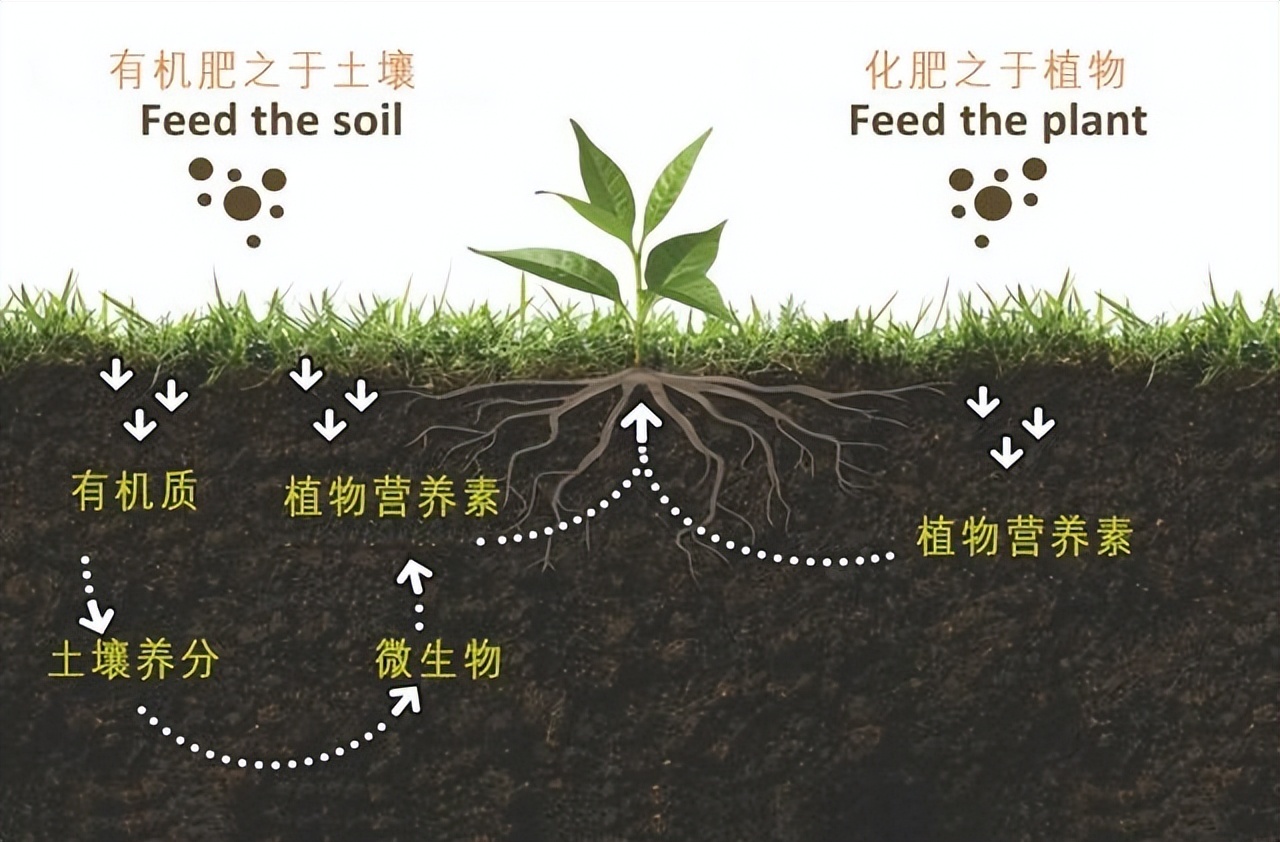 微生物肥料在果蔬土壤改良中的应用