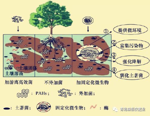 微生物肥料在果蔬土壤改良中的应用