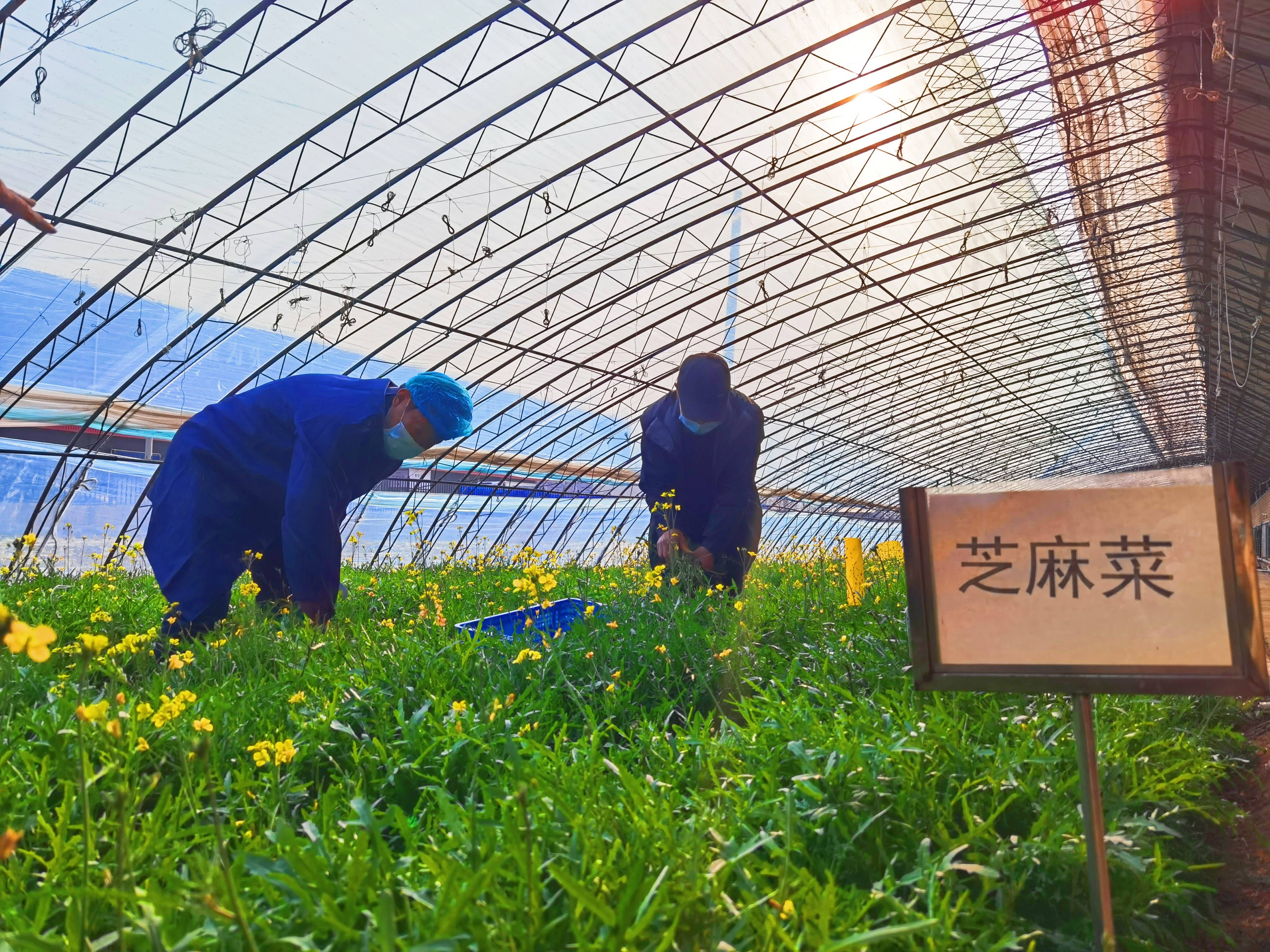 小空间大收获：城市家庭的果蔬种植技巧的简单介绍