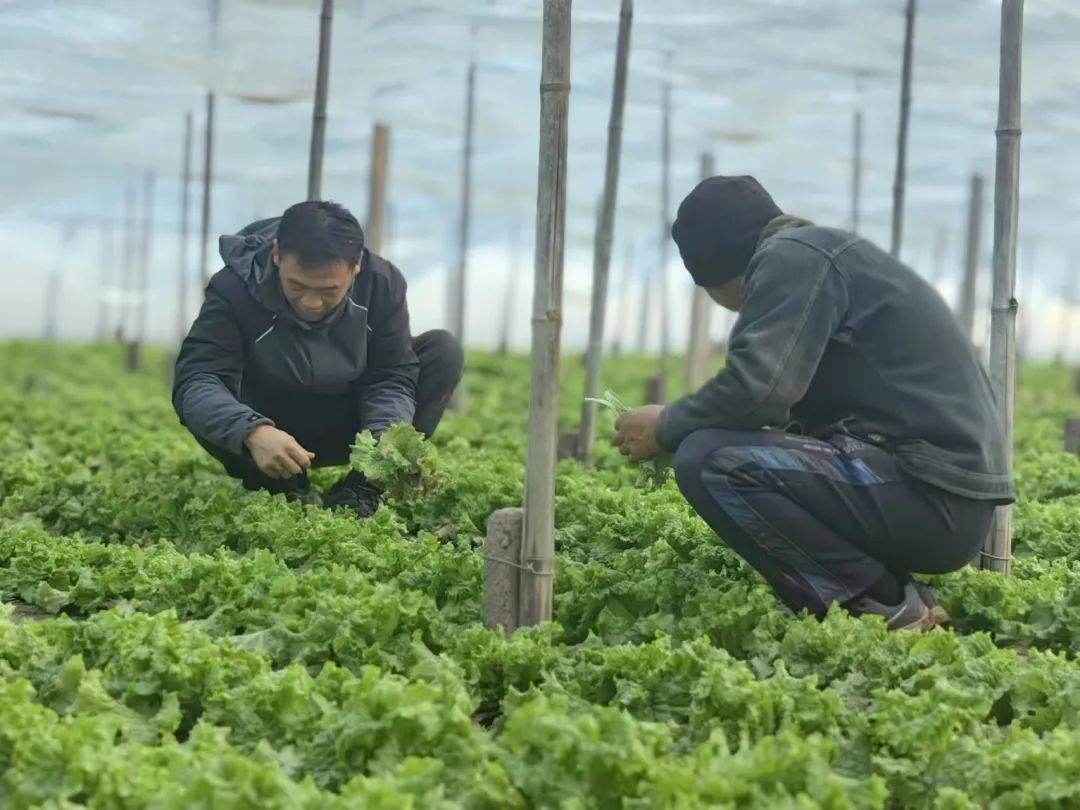 如何通过土壤检测提升果蔬种植质量