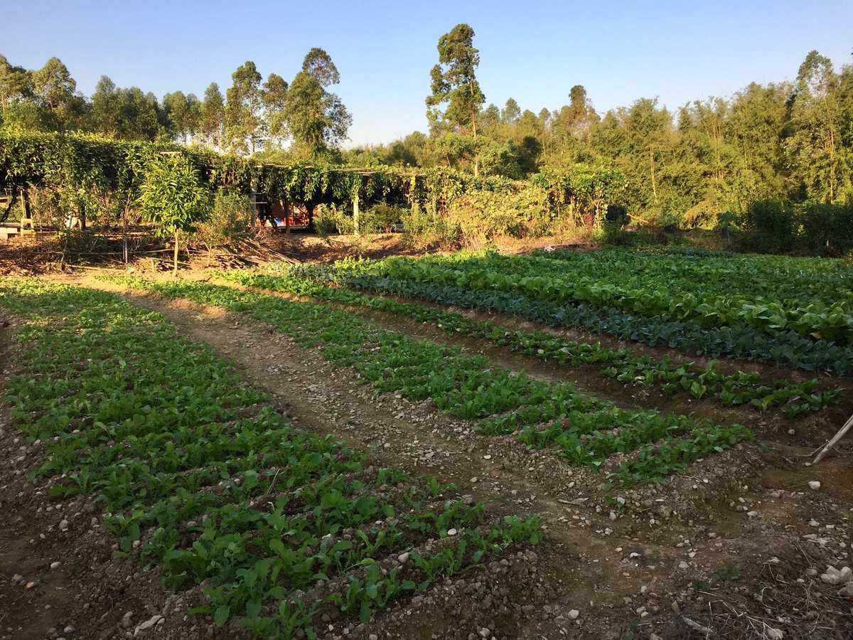 生态农业对果蔬种植的影响及实践