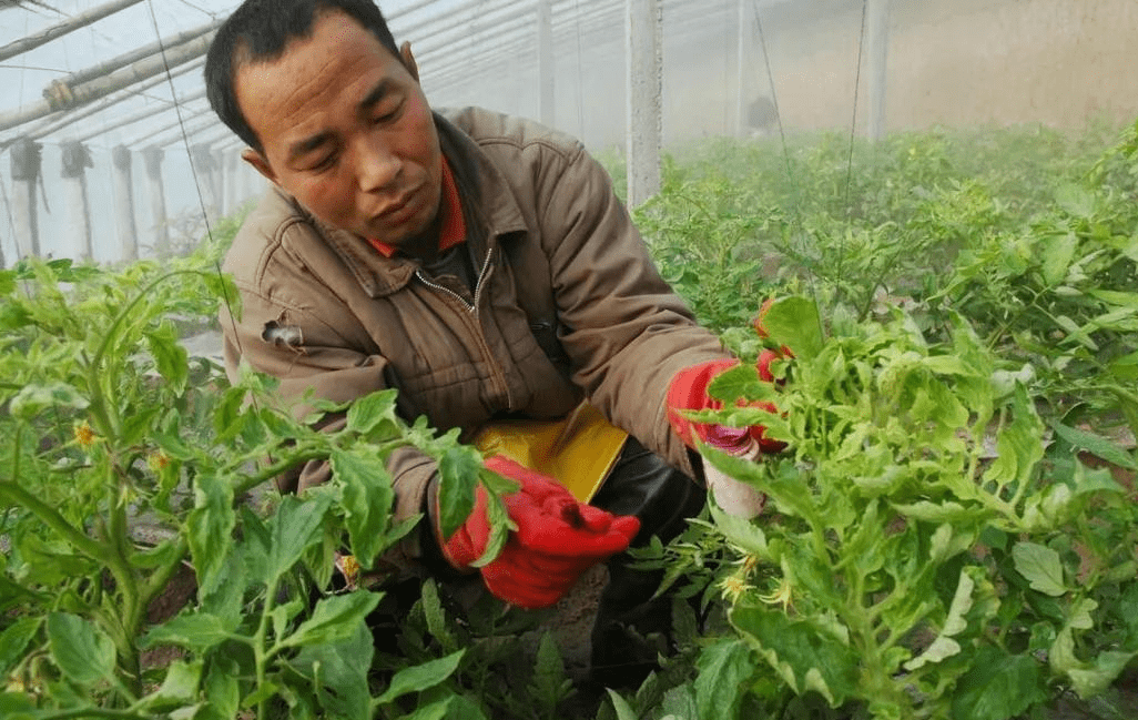 如何根据土壤测试调整果蔬种植策略