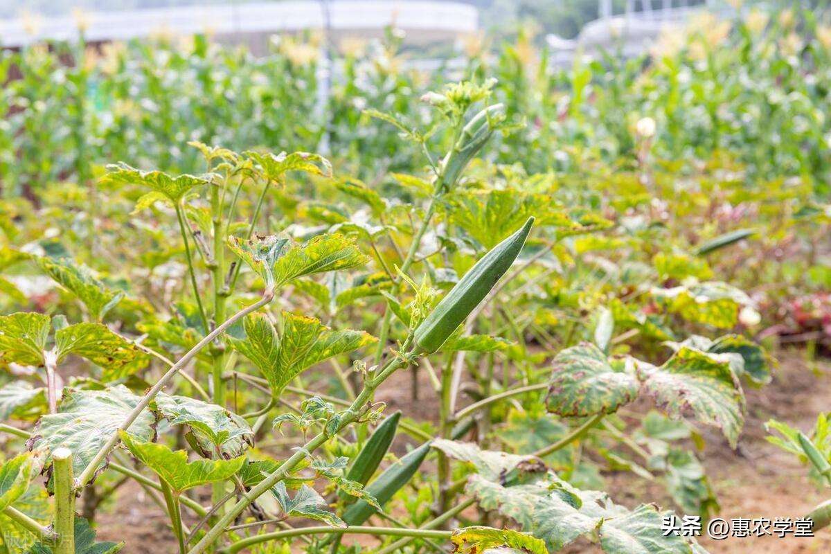 如何通过科学施肥减少果蔬病害发生