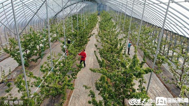 最新果蔬种植技术培训：从基础到高级的简单介绍