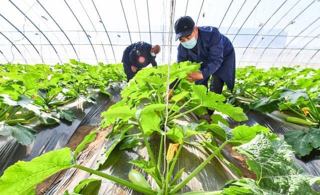 绿色农业技术在果蔬种植中的应用探讨