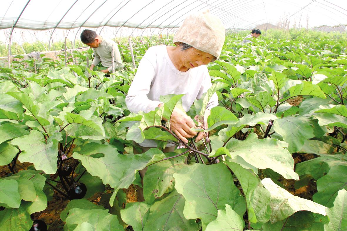 如何实现果蔬种植的高效质量管理