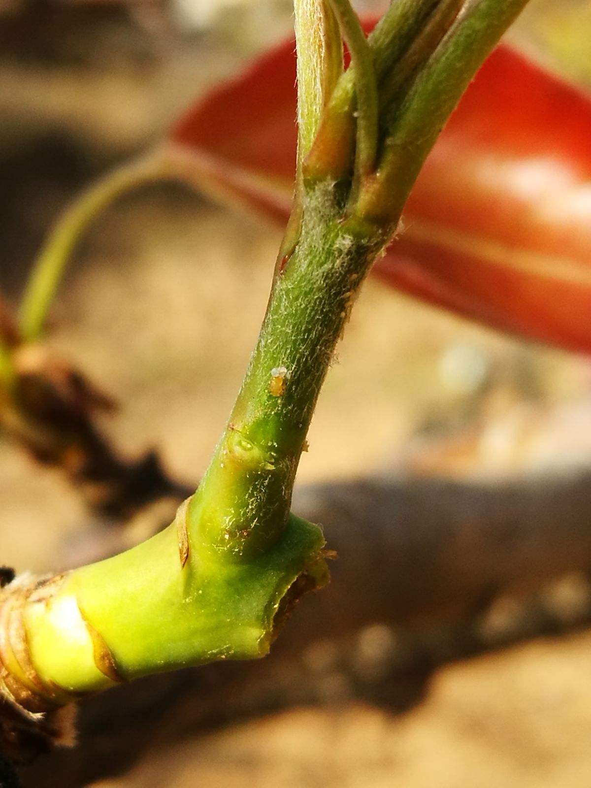 利用自然敌对昆虫控制果蔬病虫害