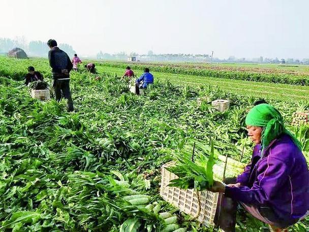 果蔬种植市场需求对农业政策的影响